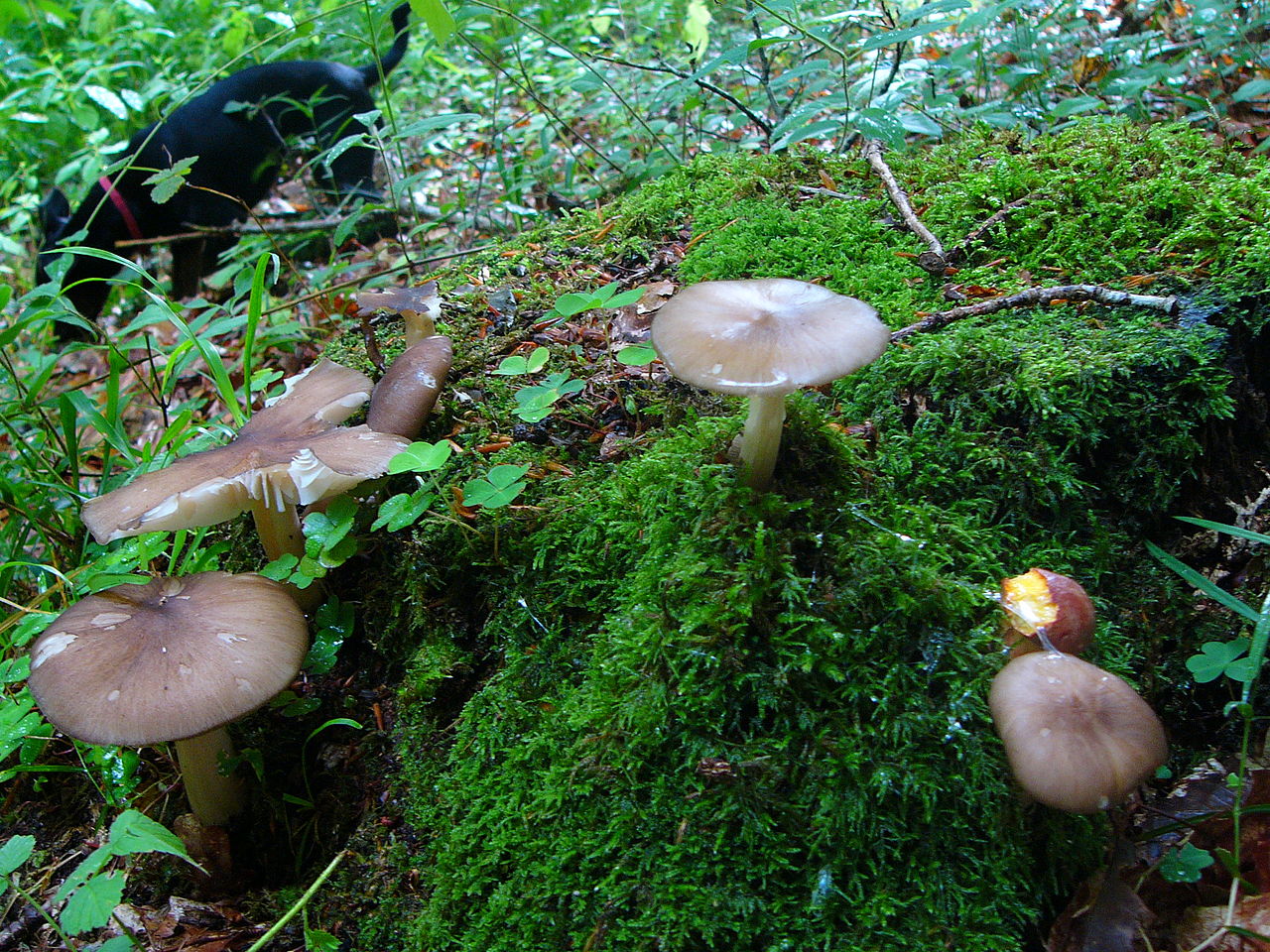 Коллибия широкопластинчатая (Megacollybia platyphylla) - фото 4