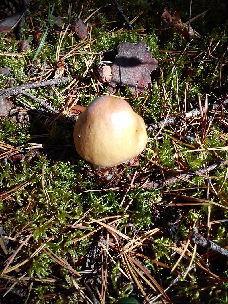 Колпак кольчатый (Rozites caperatus) - фото 4