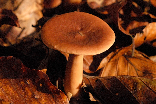 Краснушка (Lactarius subdulcis) - фото 3