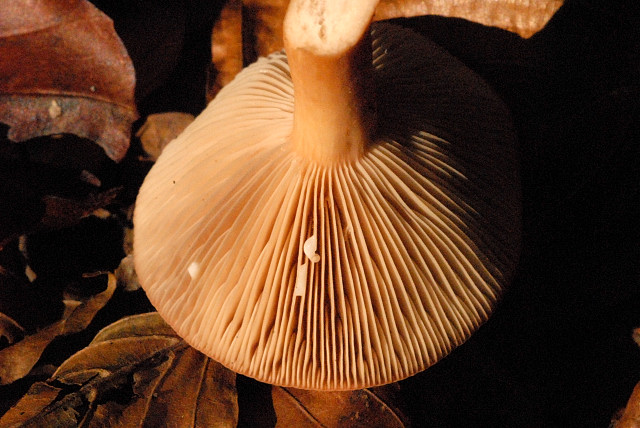 Краснушка (Lactarius subdulcis) - фото 4