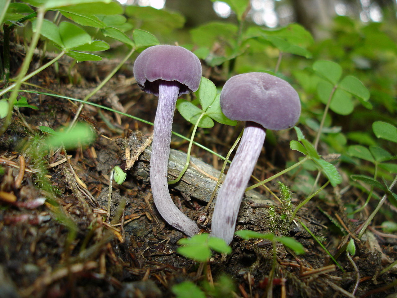 Лаковица аметистовая (лиловая) (Laccaria amethystina) - фото 3