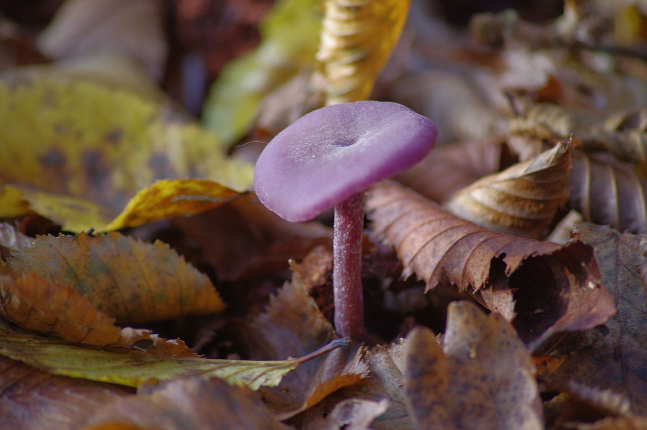 Лаковица аметистовая (лиловая) (Laccaria amethystina) - фото 4