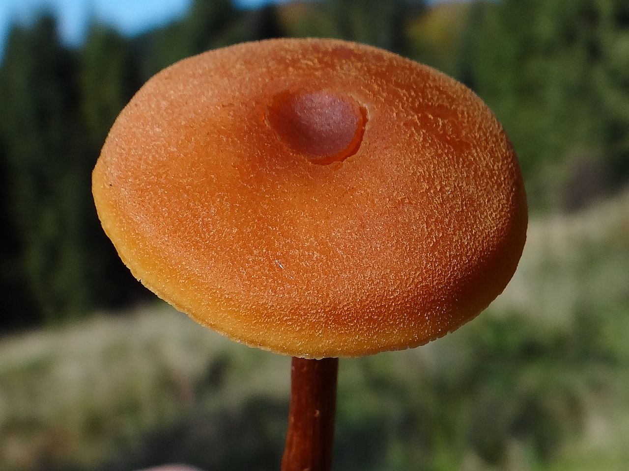 Лаковица розовая (лаковая) (Laccaria laccata) - фото 4