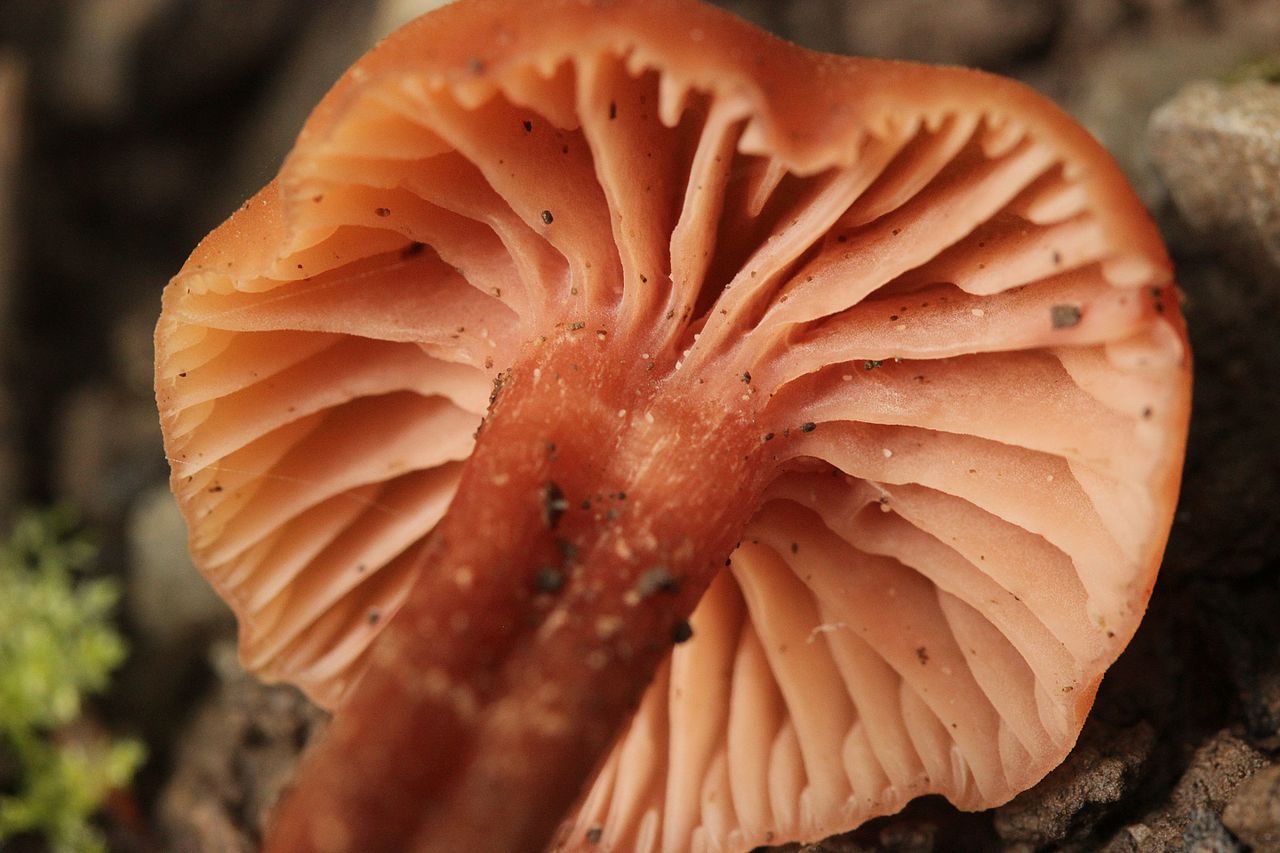 Лаковица розовая (лаковая) (Laccaria laccata) - фото 6