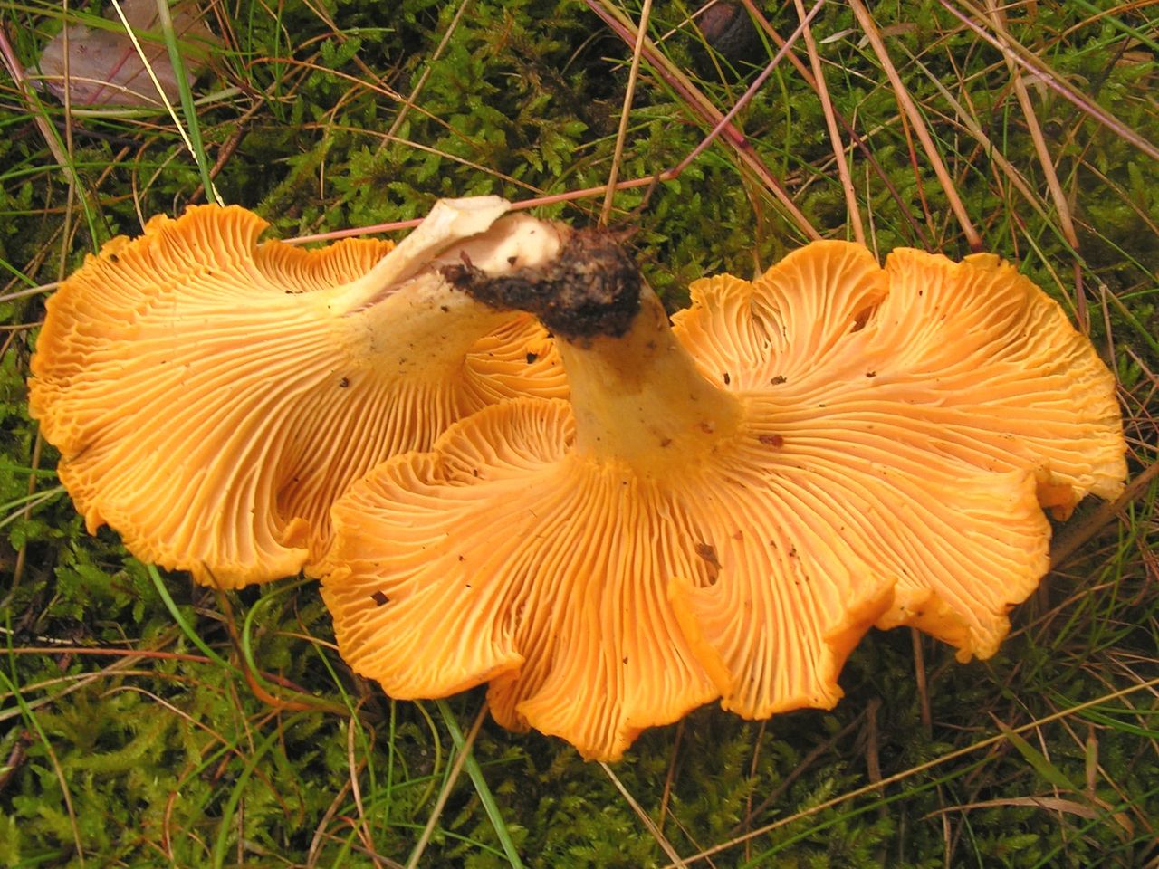 Лисичка настоящая (обыкновенная) (Cantharellus cibarius) - фото 2