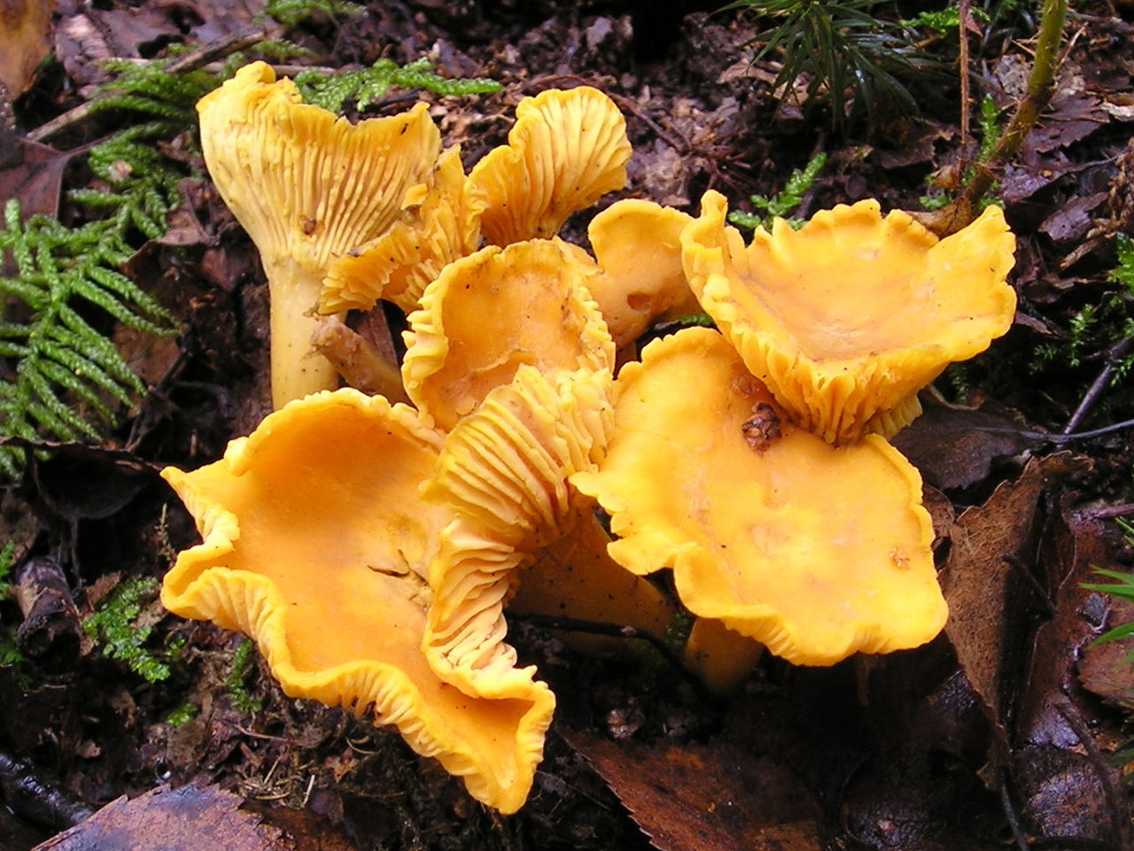 Лисичка настоящая (обыкновенная) (Cantharellus cibarius) - фото 3