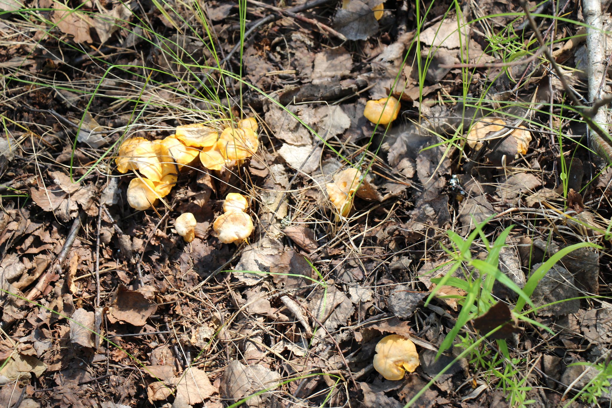 Лисичка настоящая (обыкновенная) (Cantharellus cibarius) - фото 4