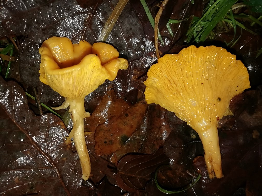 Лисичка настоящая (обыкновенная) (Cantharellus cibarius) - фото 7