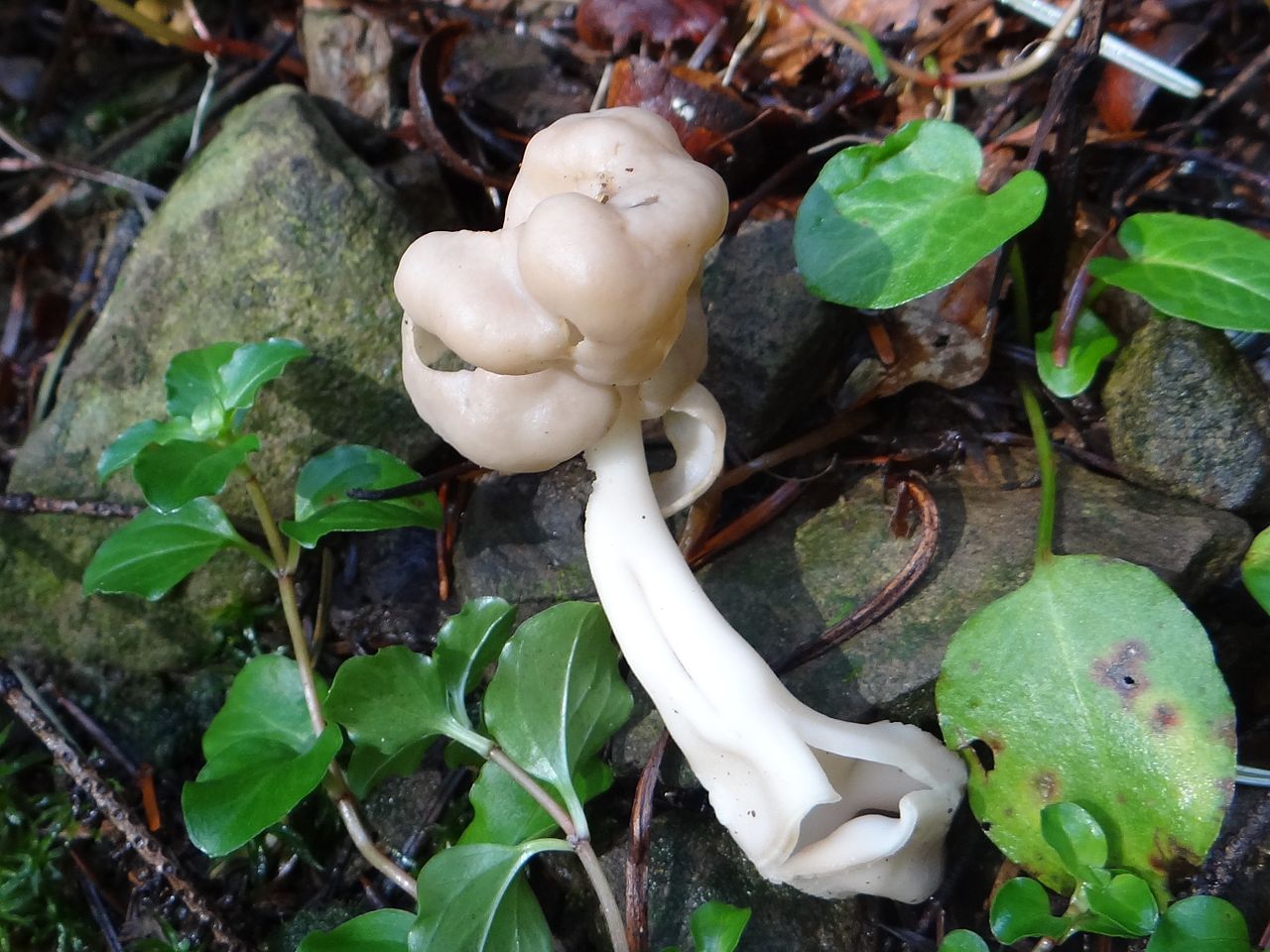 Лопастник упругий (Helvella elastica) - фото 4