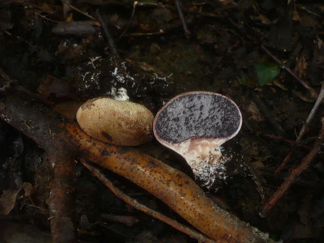 Ложнодождевик бородавчатый (Scleroderma verrucosum) - фото 3