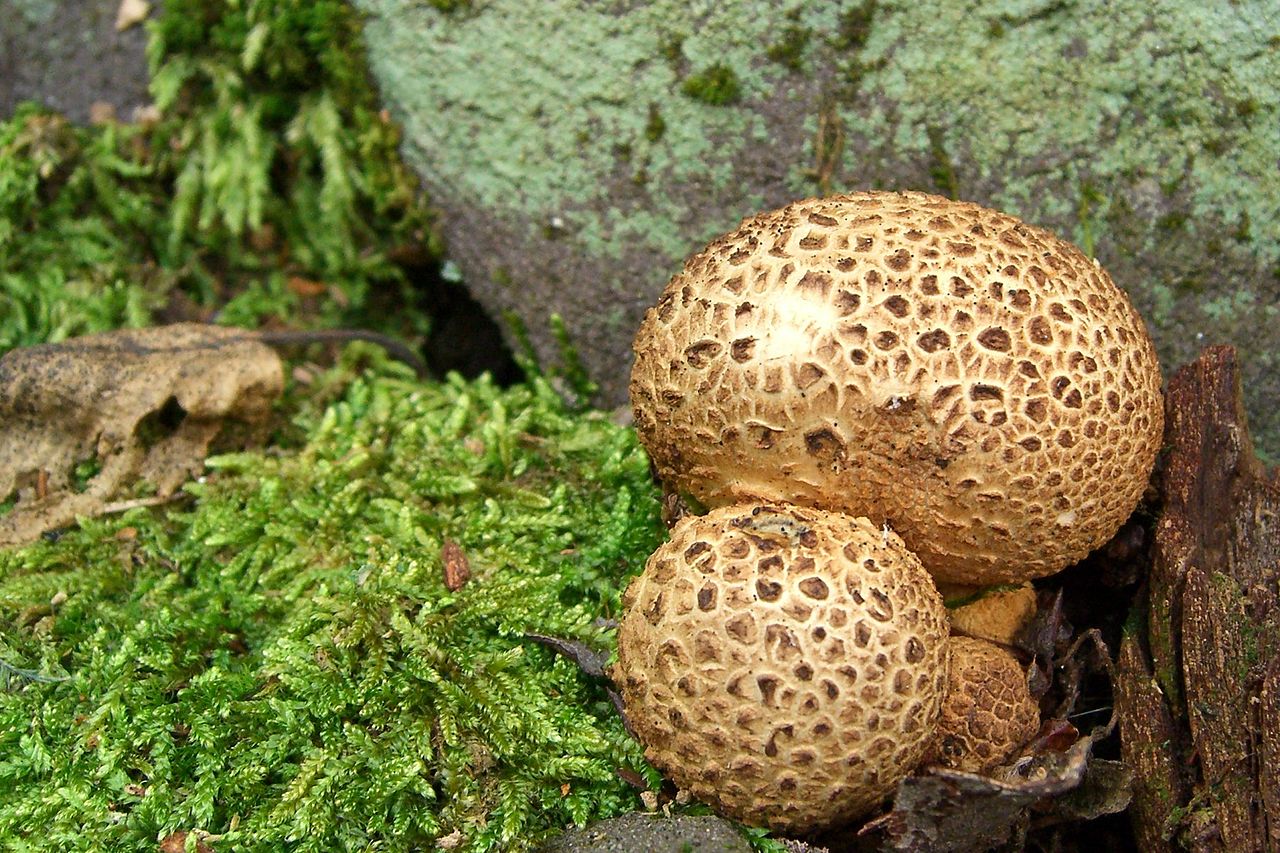 Ложнодождевик обыкновенный (лимонный, лимонно-жёлтый) (Scleroderma citrinum) - фото 3