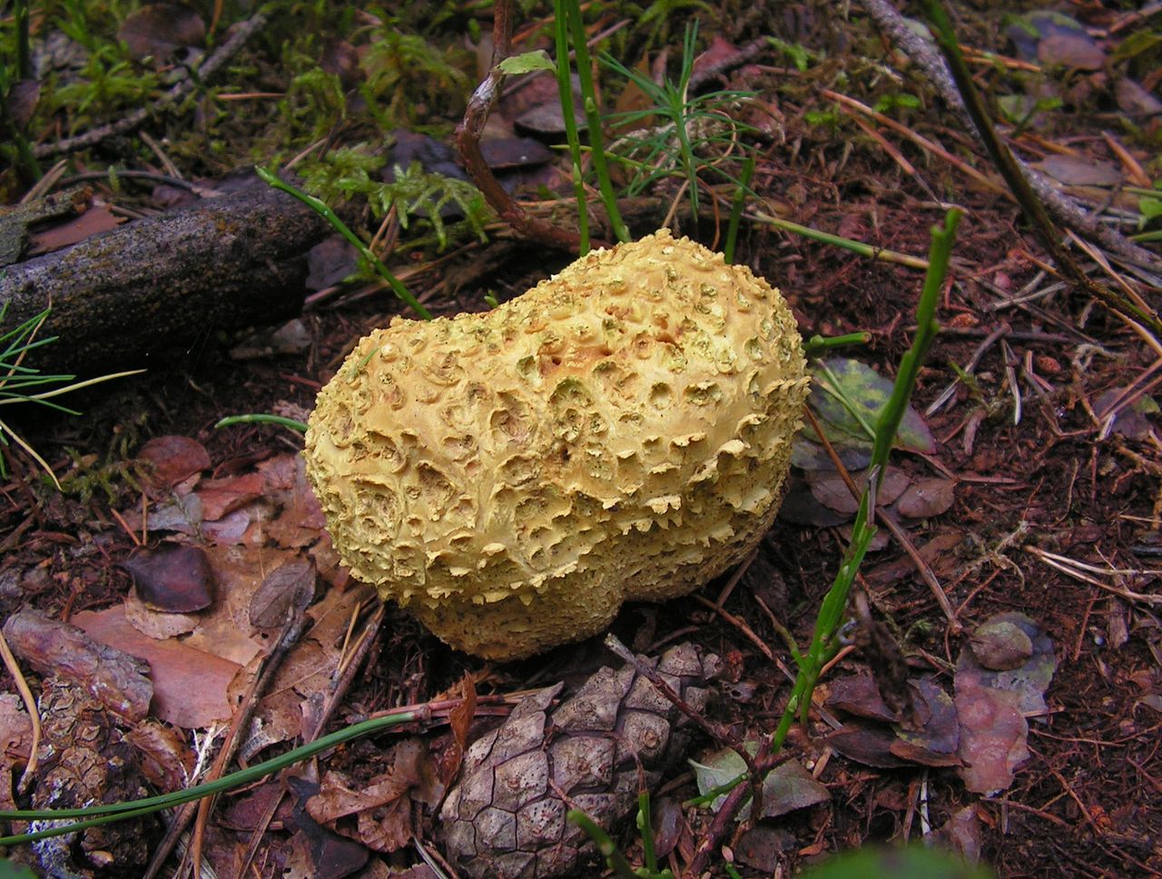 Ложнодождевик обыкновенный (лимонный, лимонно-жёлтый) (Scleroderma citrinum) - фото 5