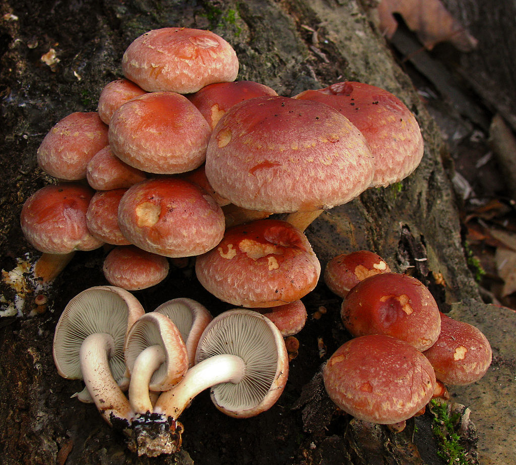 Ложноопёнок кирпично-красный (Hypholoma sublateritium) - фото 2