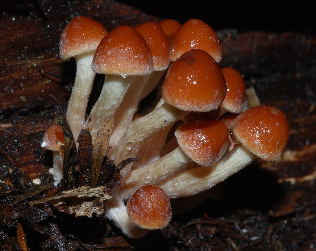 Ложноопёнок кирпично-красный (Hypholoma sublateritium) - фото 3