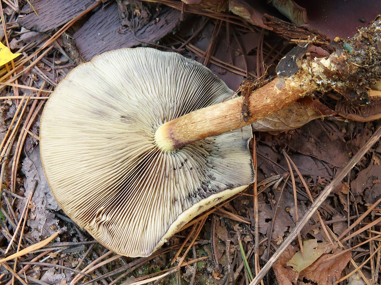 Ложноопёнок кирпично-красный (Hypholoma sublateritium) - фото 5