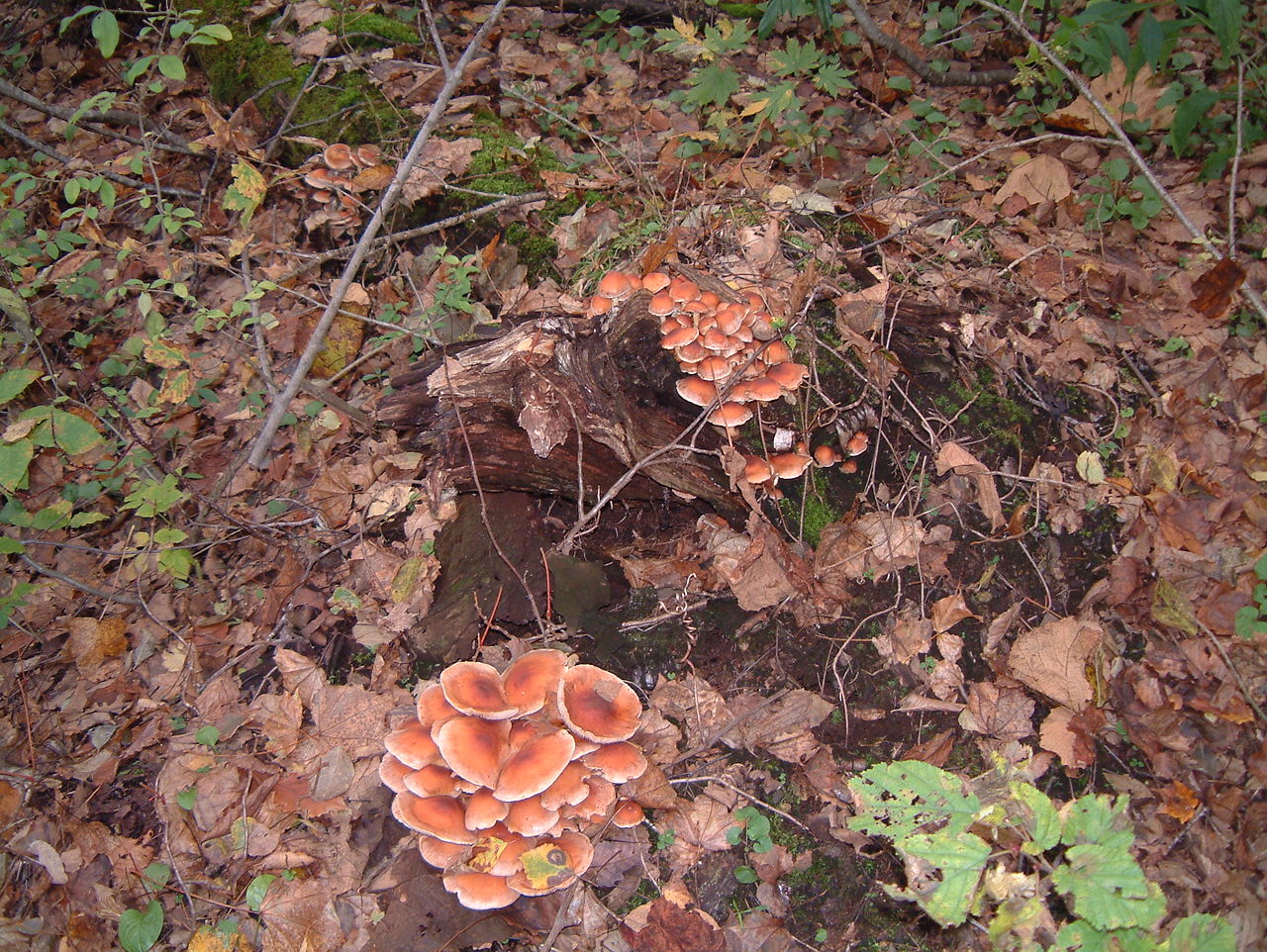 Ложноопёнок кирпично-красный (Hypholoma sublateritium) - фото 6