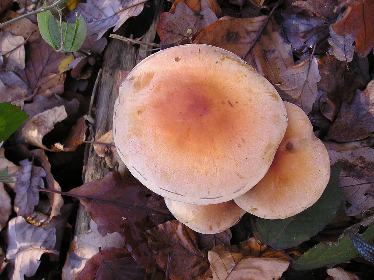 Ложноопёнок кирпично-красный (Hypholoma sublateritium) - фото 8