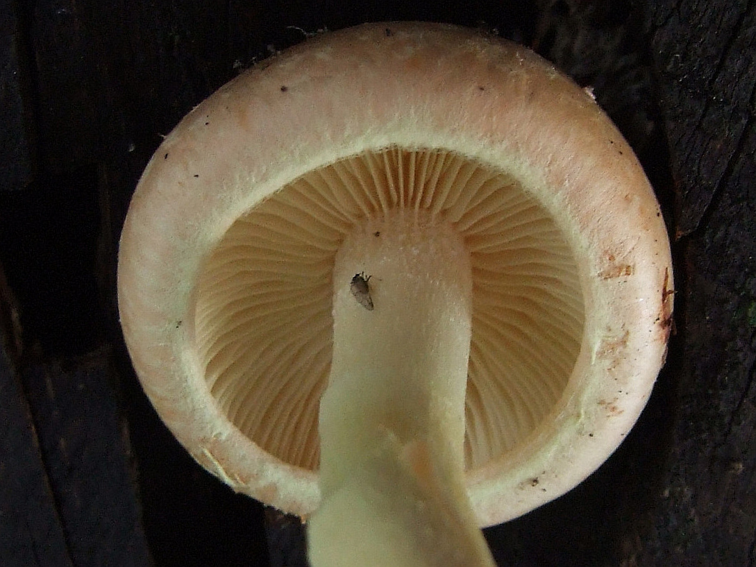 Ложноопёнок кирпично-красный (Hypholoma sublateritium) - фото 9