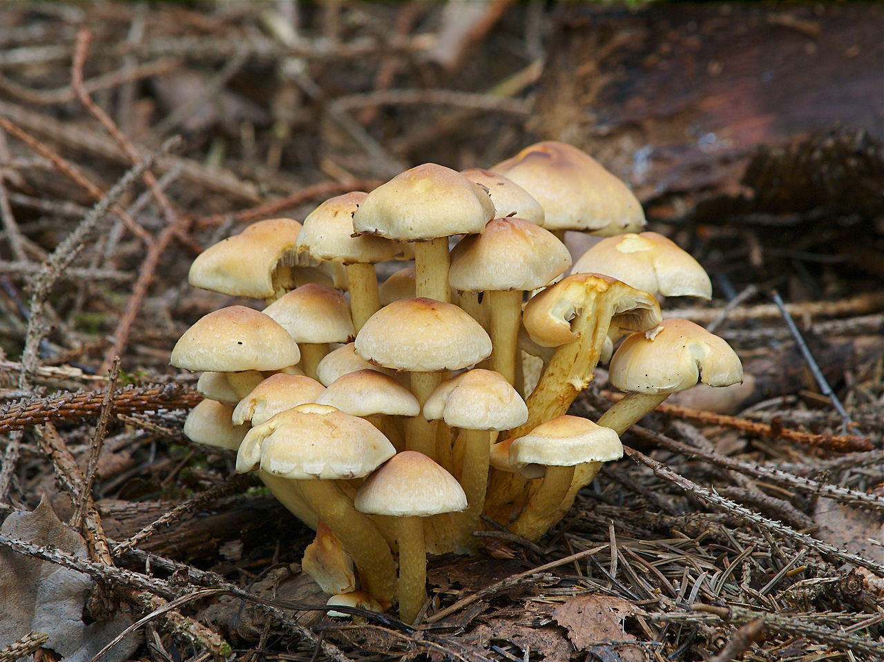 Ложноопёнок серно-жёлтый (Hypholoma fasciculare) - фото 5