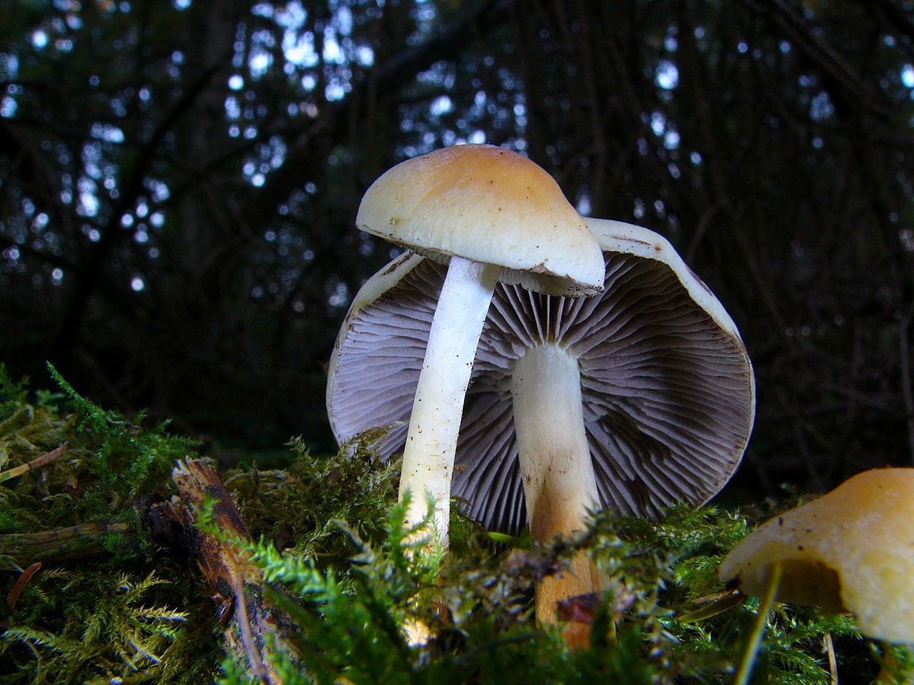 Ложноопёнок серопластинчатый (Hypholoma capnoides) - фото 6