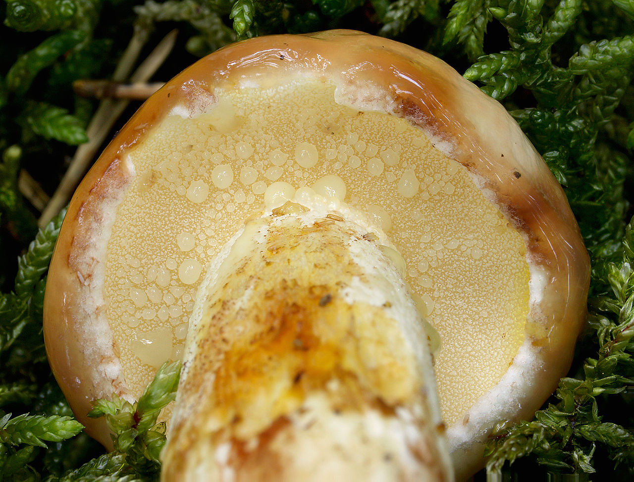 Маслёнок зернистый (летний, ранний) (Suillus granulatus) - фото 2