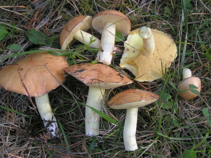 Маслёнок зернистый (летний, ранний) (Suillus granulatus) - фото 5