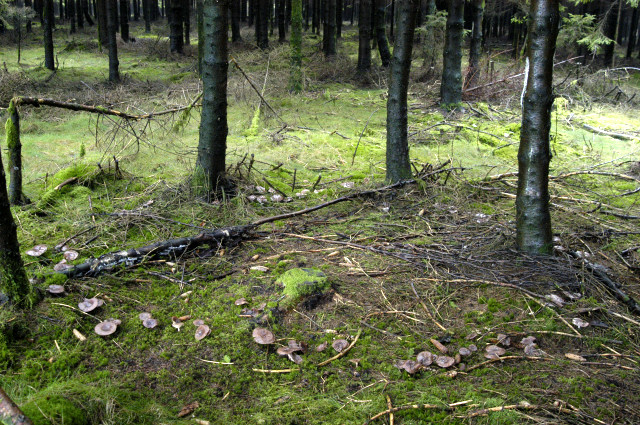 Меланолеука коротконожковая (Melanoleuca brevipes) - фото 4