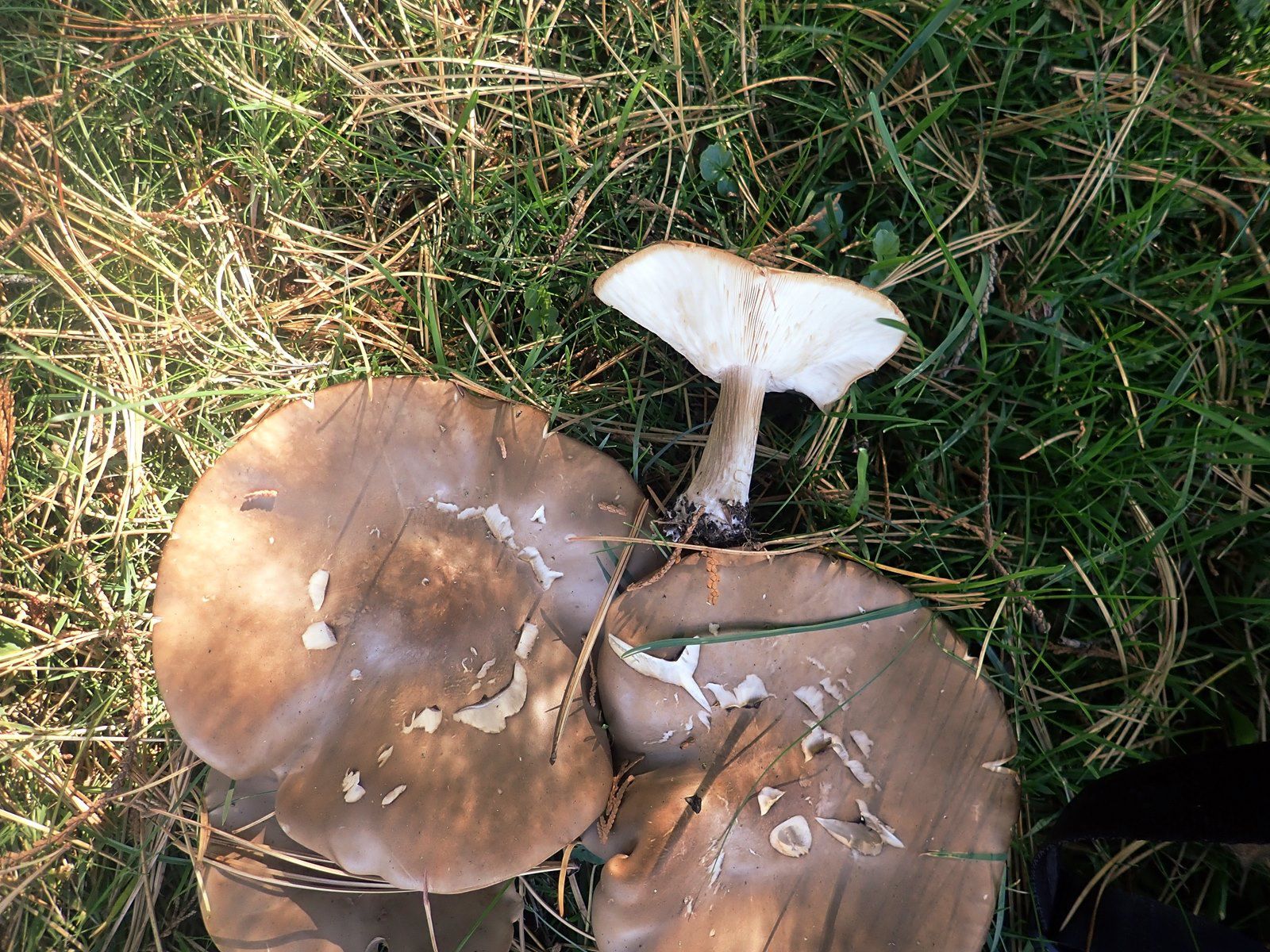 Меланолеука полосатоножковая (Melanoleuca grammopodia) - фото 3