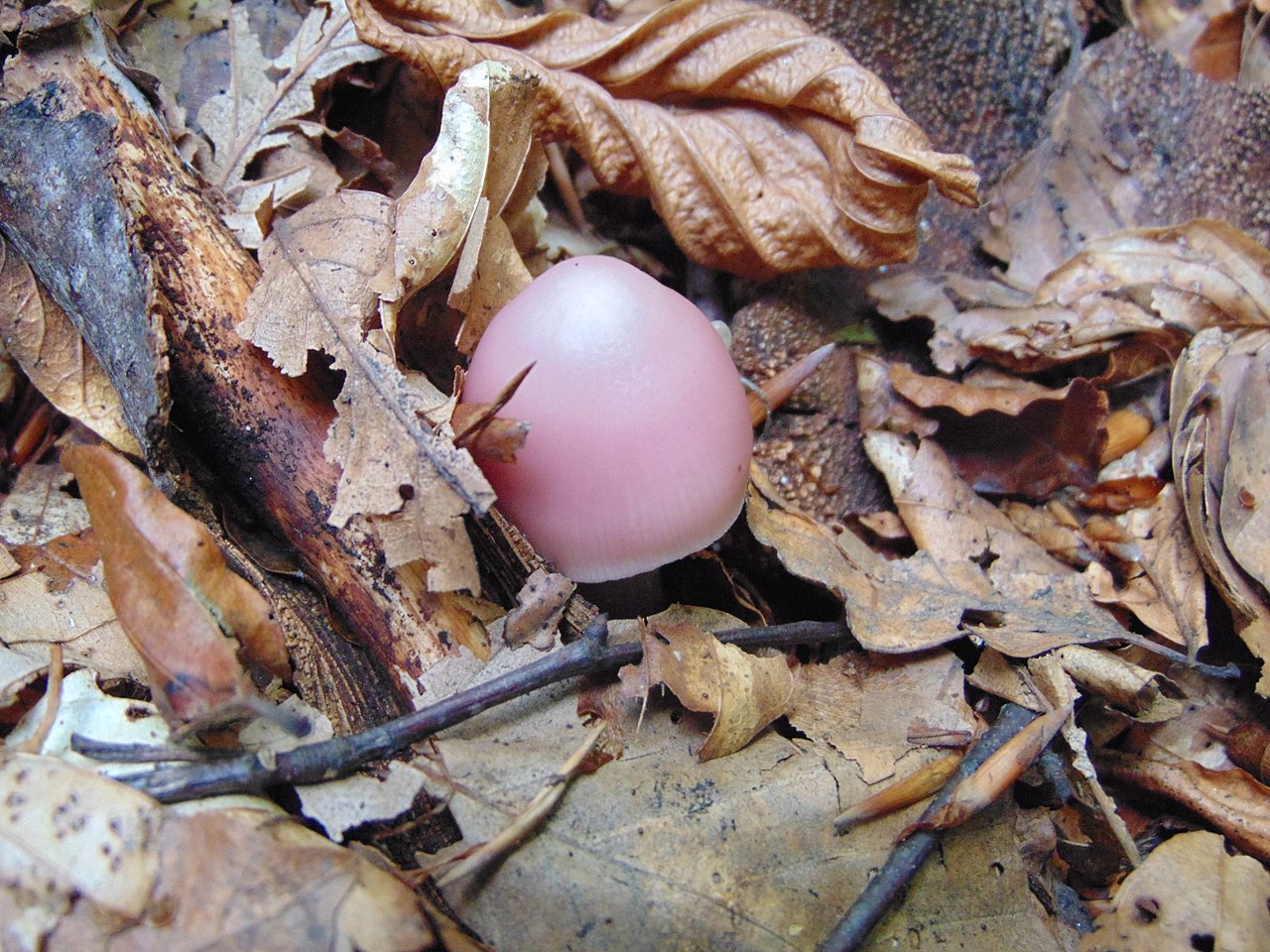 Мицена чистая (Mycena pura) - фото 5