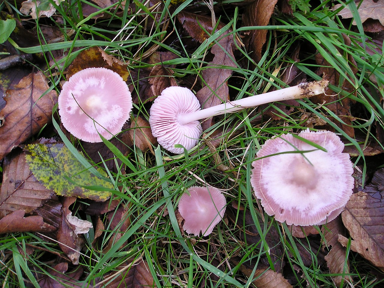 Мицена чистая (Mycena pura) - фото 6