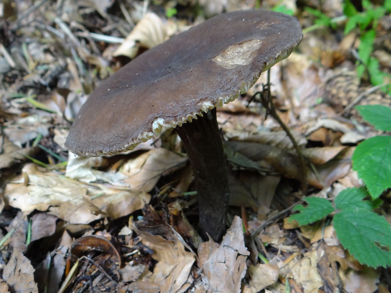 Млечник древесинный, бурый (Lactarius lignyotus) - фото 5