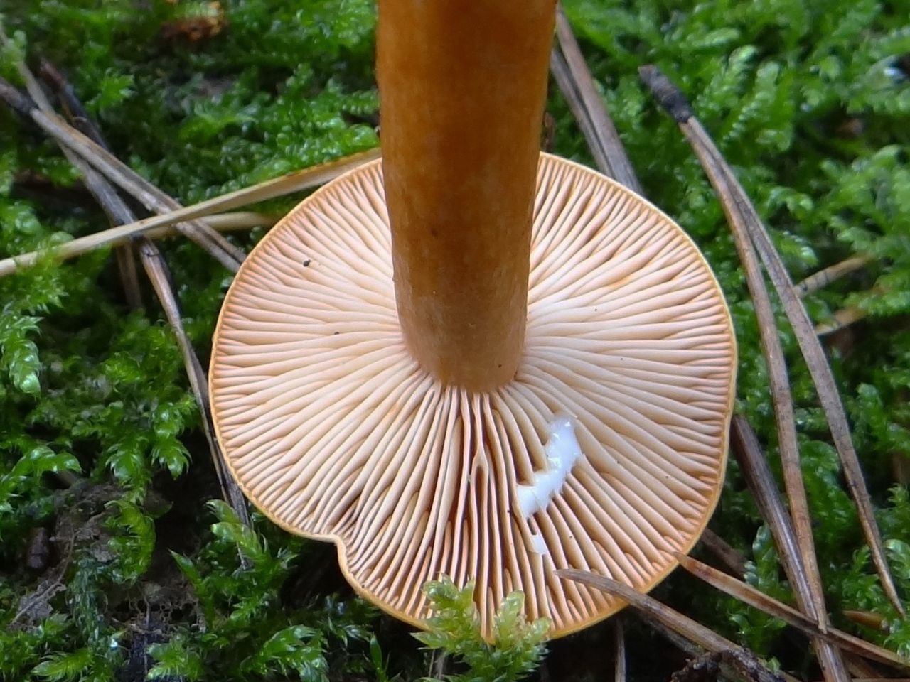 Млечник неедкий (Lactarius mitissimus) - фото 3
