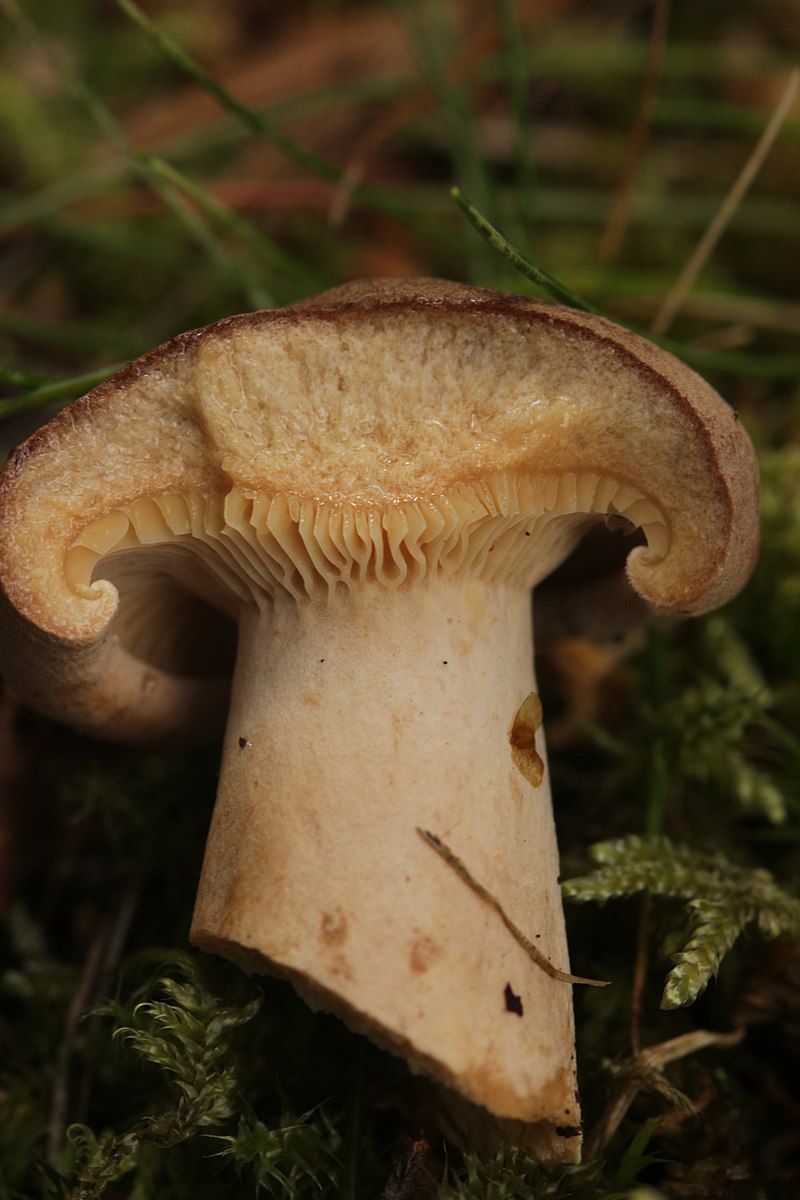 Млечник серо-розовый (Lactarius helvus) - фото 2