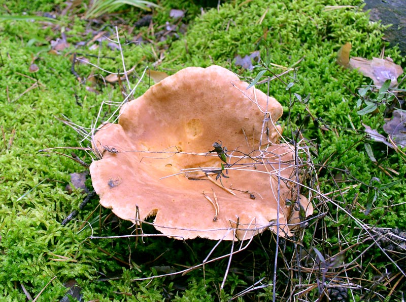 Млечник серо-розовый (Lactarius helvus) - фото 5