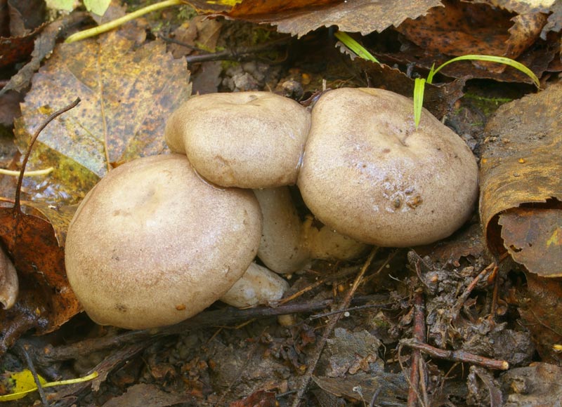 Млечник жгучемлечный (Lactarius pyrogalus) - фото 2
