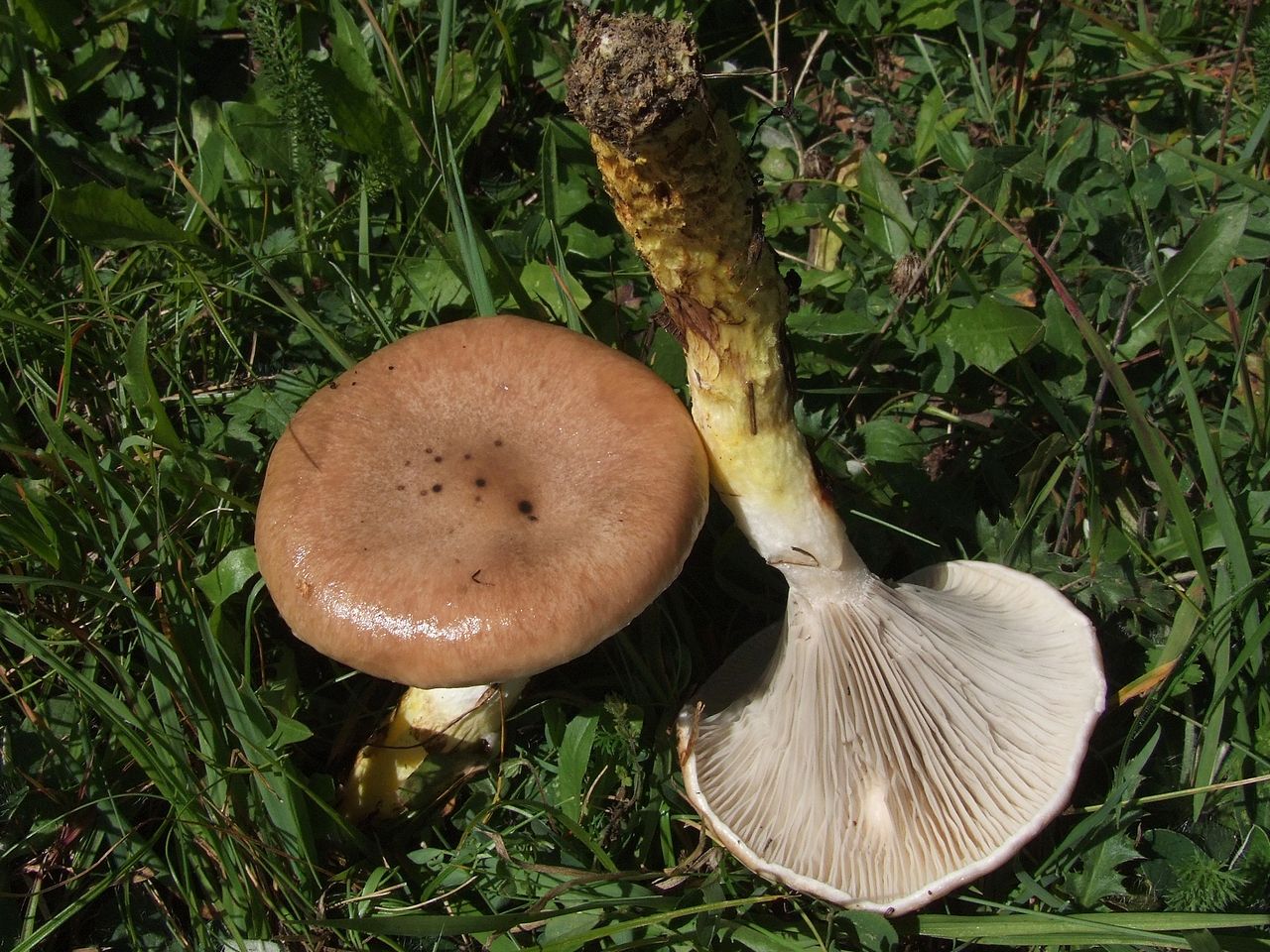 Мокруха еловая (Gomphidius glutinosus) - фото 2