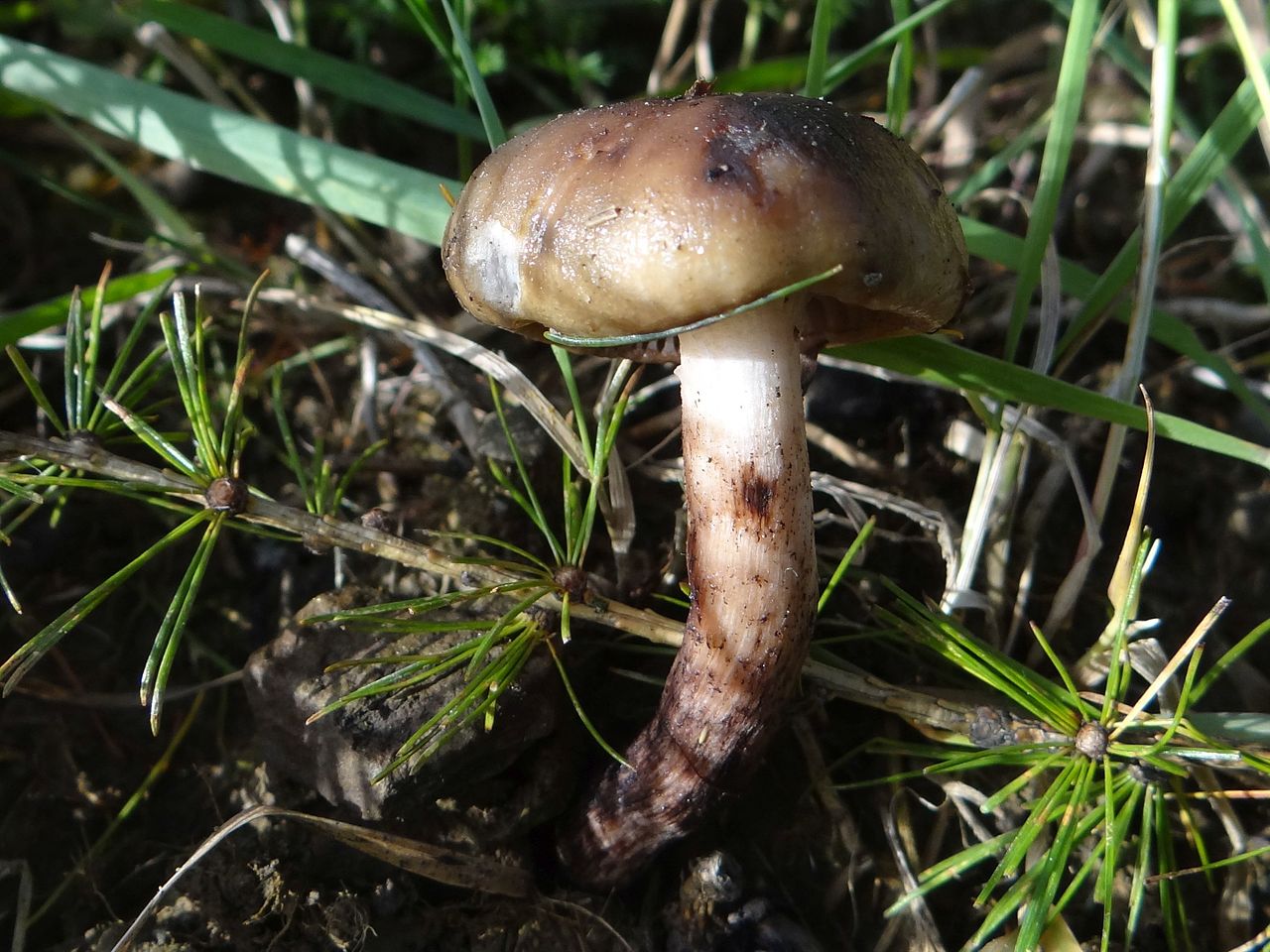 Мокруха пятнистая (Gomphidius maculatus) - фото 4