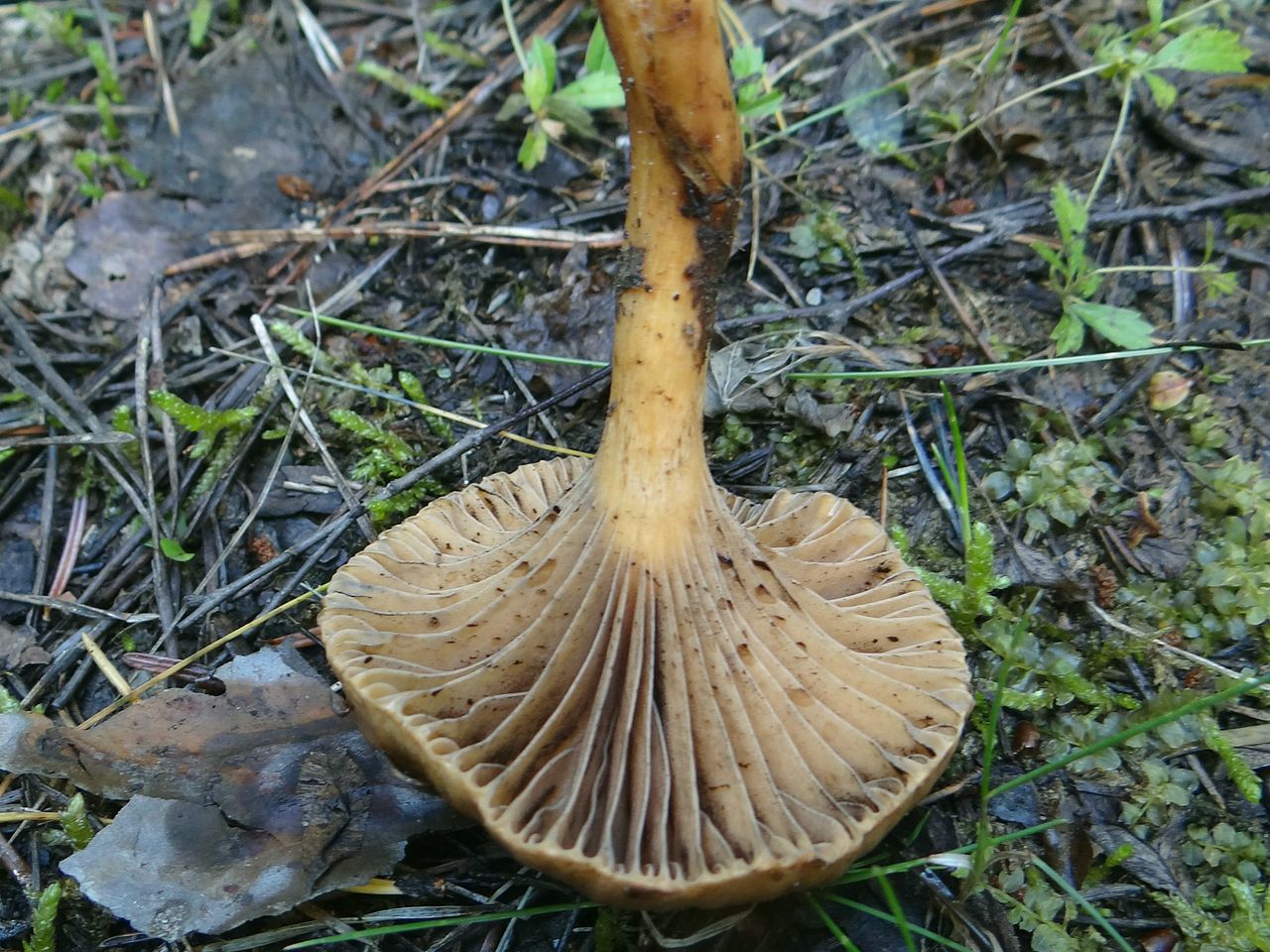 Мокруха пятнистая (Gomphidius maculatus) - фото 6