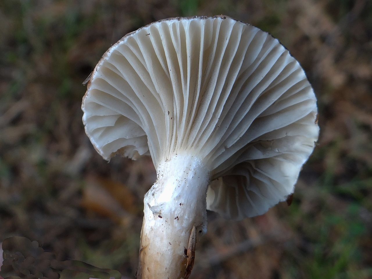 Мокруха розовая (Gomphidius roseus) - фото 3