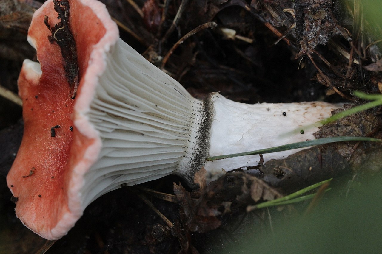Мокруха розовая (Gomphidius roseus) - фото 4
