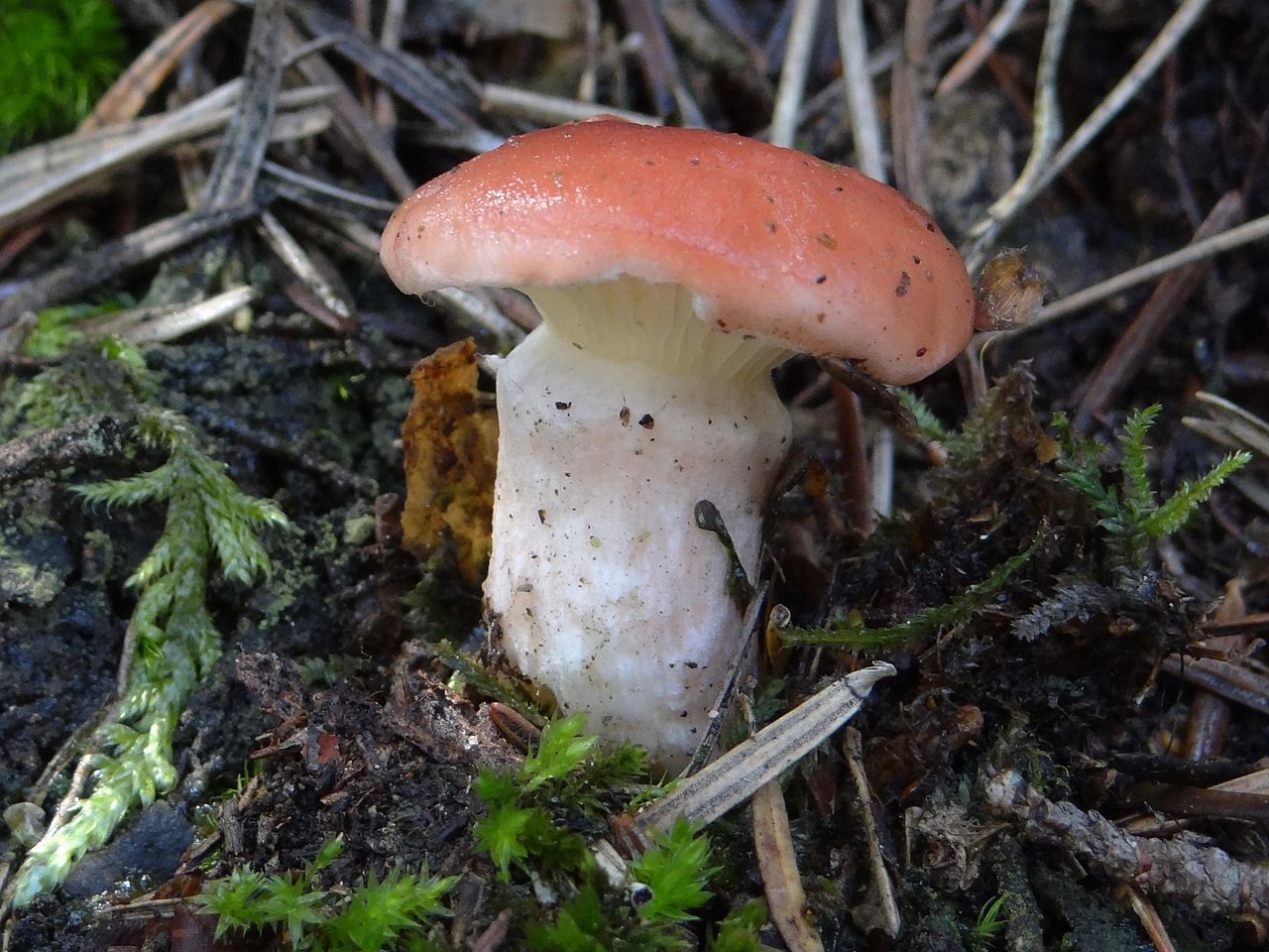 Мокруха розовая (Gomphidius roseus) - фото 6