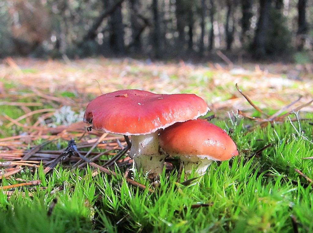 Мокруха розовая (Gomphidius roseus) - фото 7