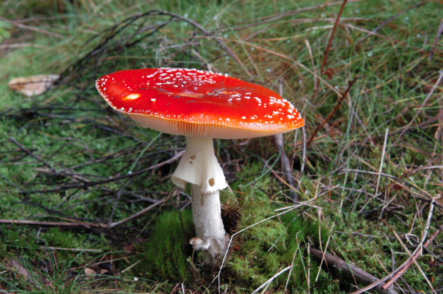 Мухомор красный (Amanita muscaria) - фото 11