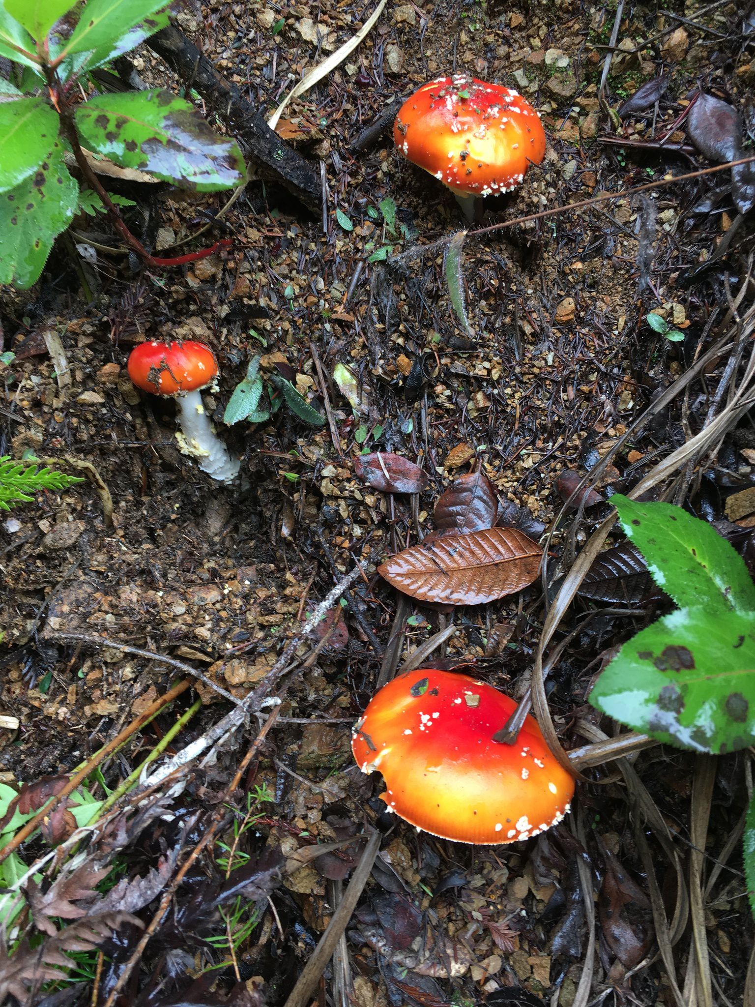 Мухомор красный (Amanita muscaria) - фото 12