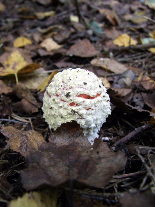 Мухомор красный (Amanita muscaria) - фото 16