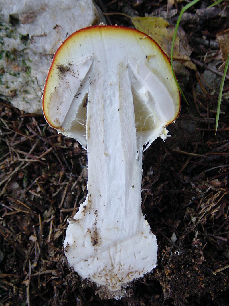 Мухомор красный (Amanita muscaria) - фото 3