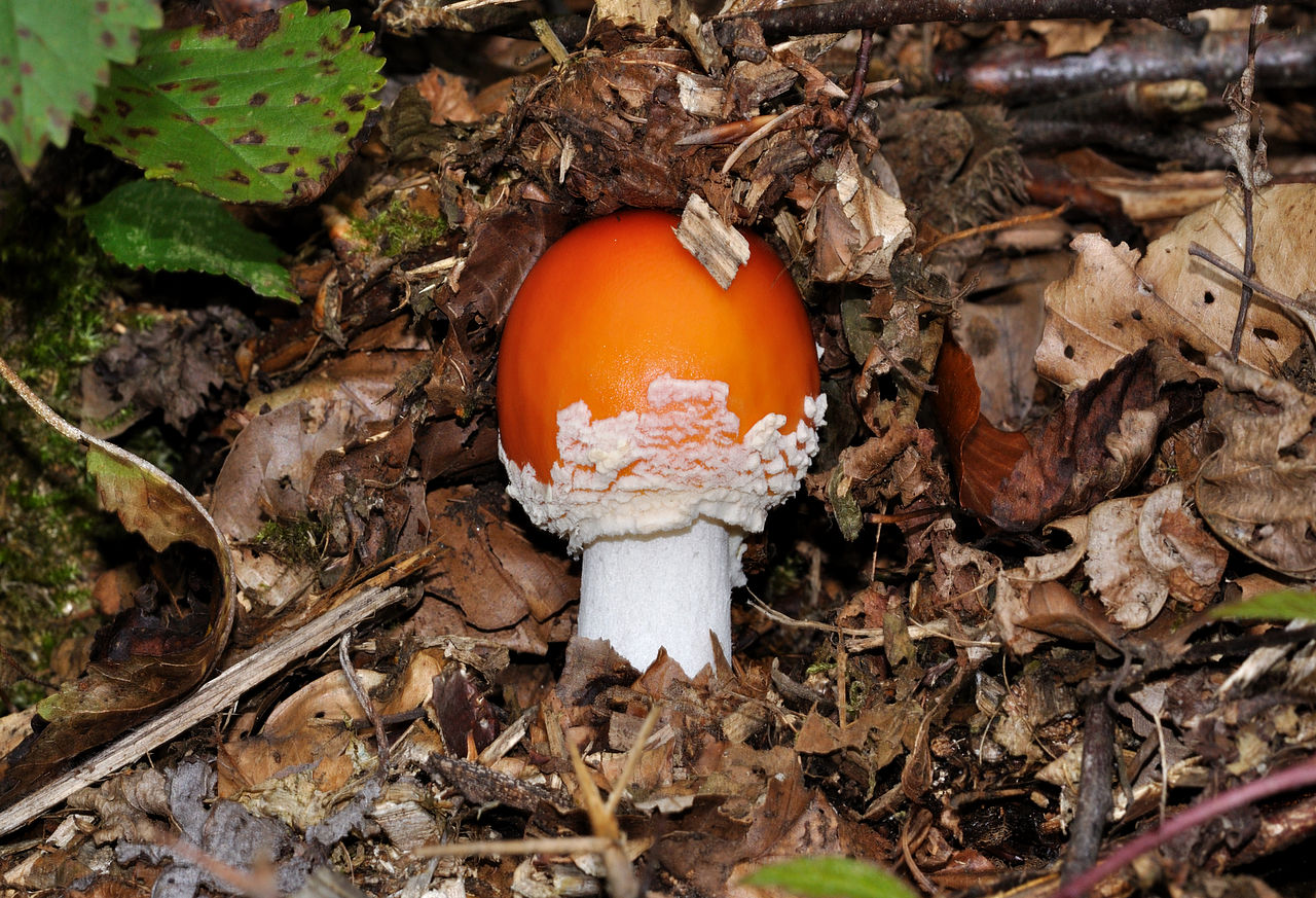 Мухомор красный (Amanita muscaria) - фото 5