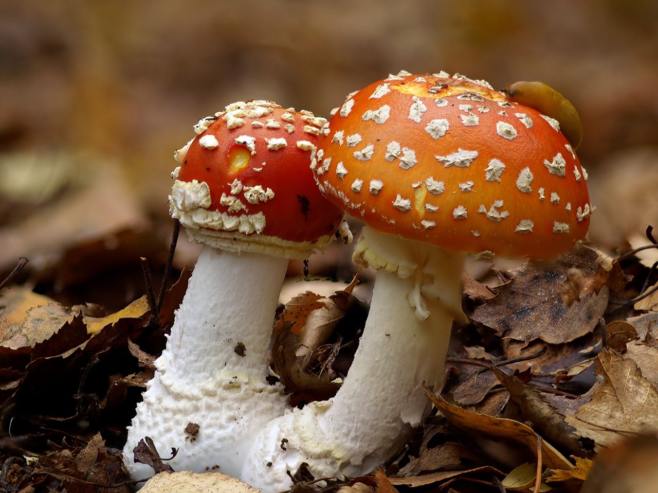 Мухомор красный (Amanita muscaria) - фото 6