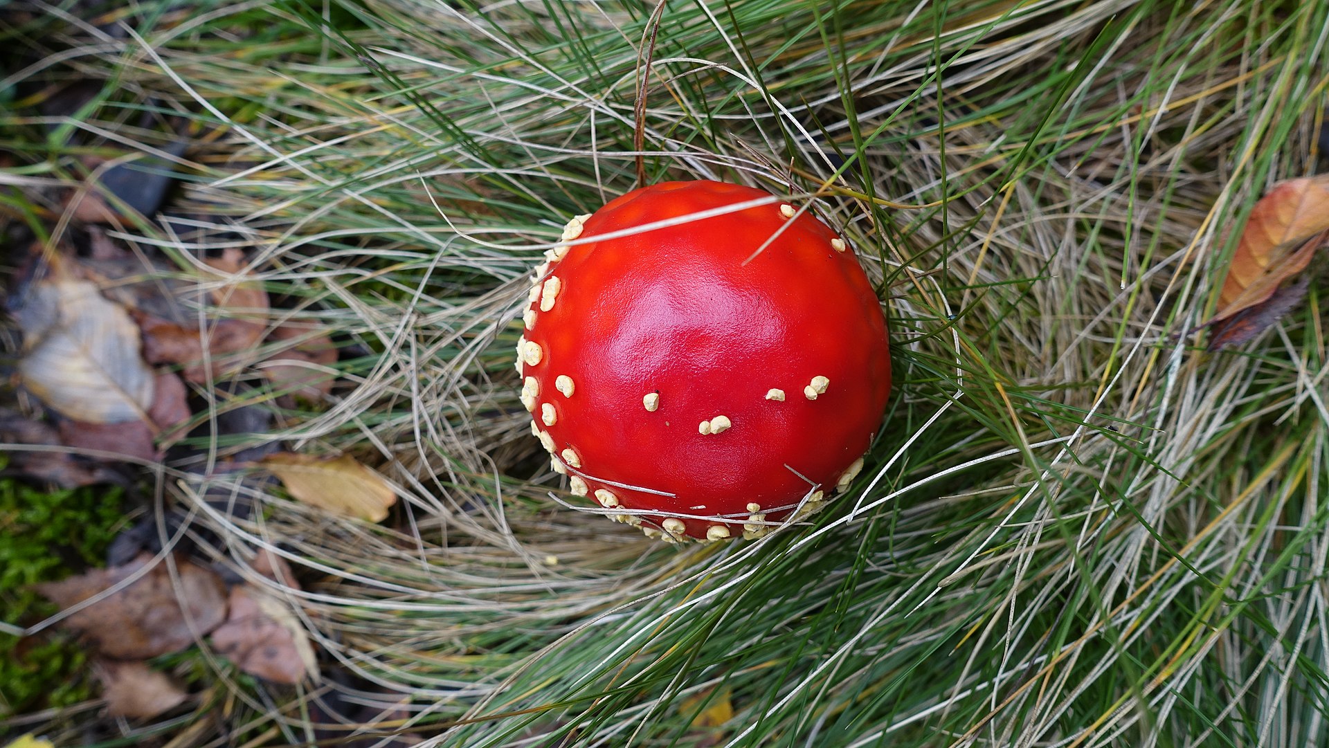 Мухомор красный (Amanita muscaria) - фото 9