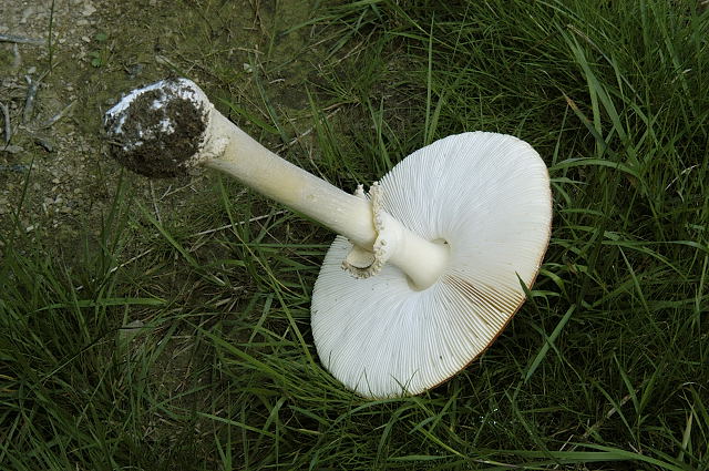 Мухомор красный (Amanita muscaria) - фото 10